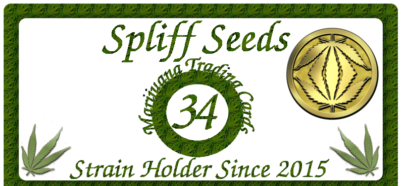 Spliff Seeds